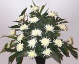 ںʻԤ